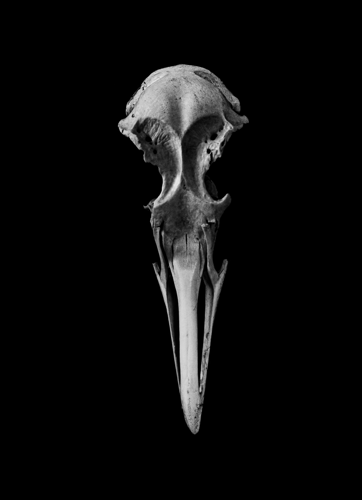 Bird Skull 02
